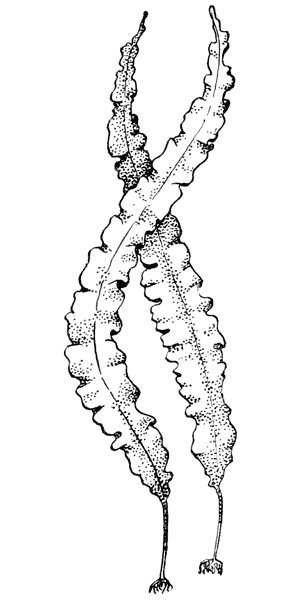 Водоросли ламинария рисунок