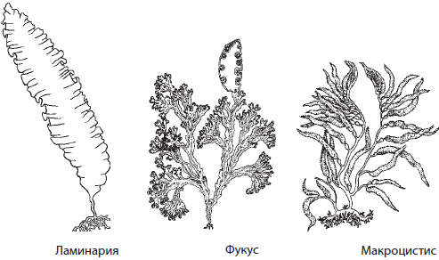 Морская водоросль ламинария ЕГЭ