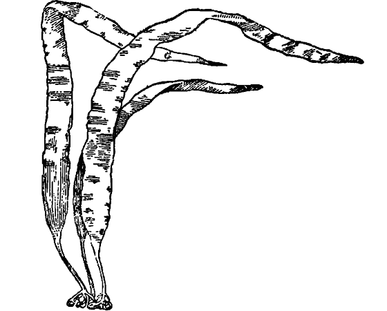 Раскраска водоросли ламинария