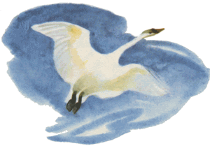 Соболько мамин Сибиряк