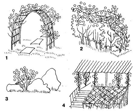Живая изгородь из чубушника схема