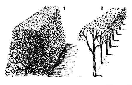 Живая изгородь антураж