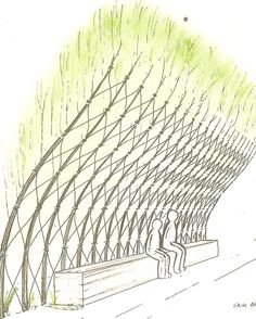Эскиз живой изгороди