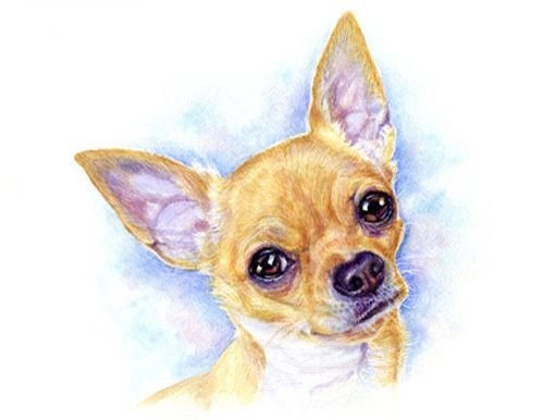 Чихуахуа нарисовать красками