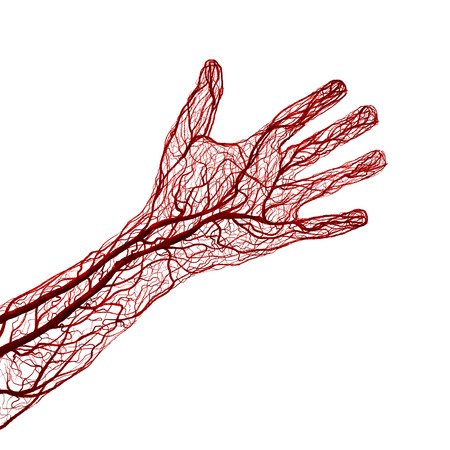 Вены на белом фоне
