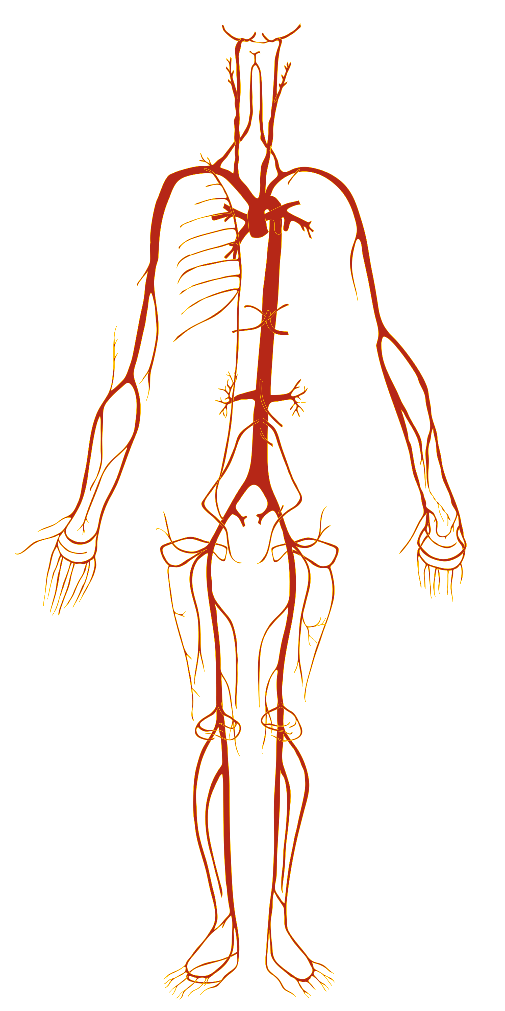 Артериальная кровеносная система. Система артерий человека анатомия. Артерии туловища анатомия. Кровеносная система на скелете.