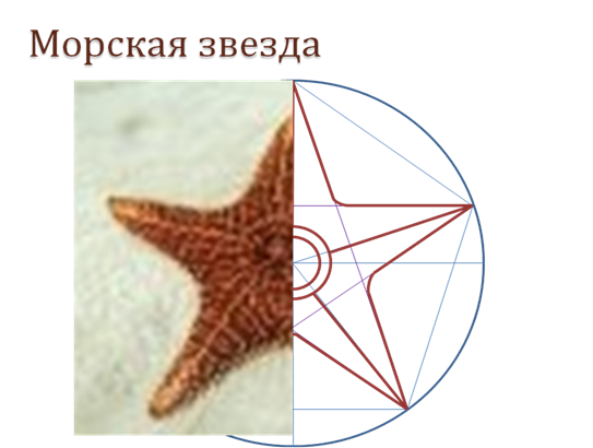 Лучевая симметрия в природе