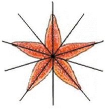 Осевая и лучевая симметрия