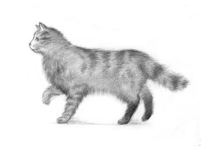 Кот с боку рисунок