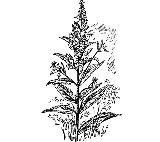 Иван-чай (кипрей) рисунок