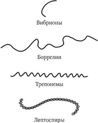 Вибрионы спириллы спирохеты