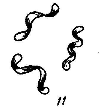 Спирохеты актиномицеты