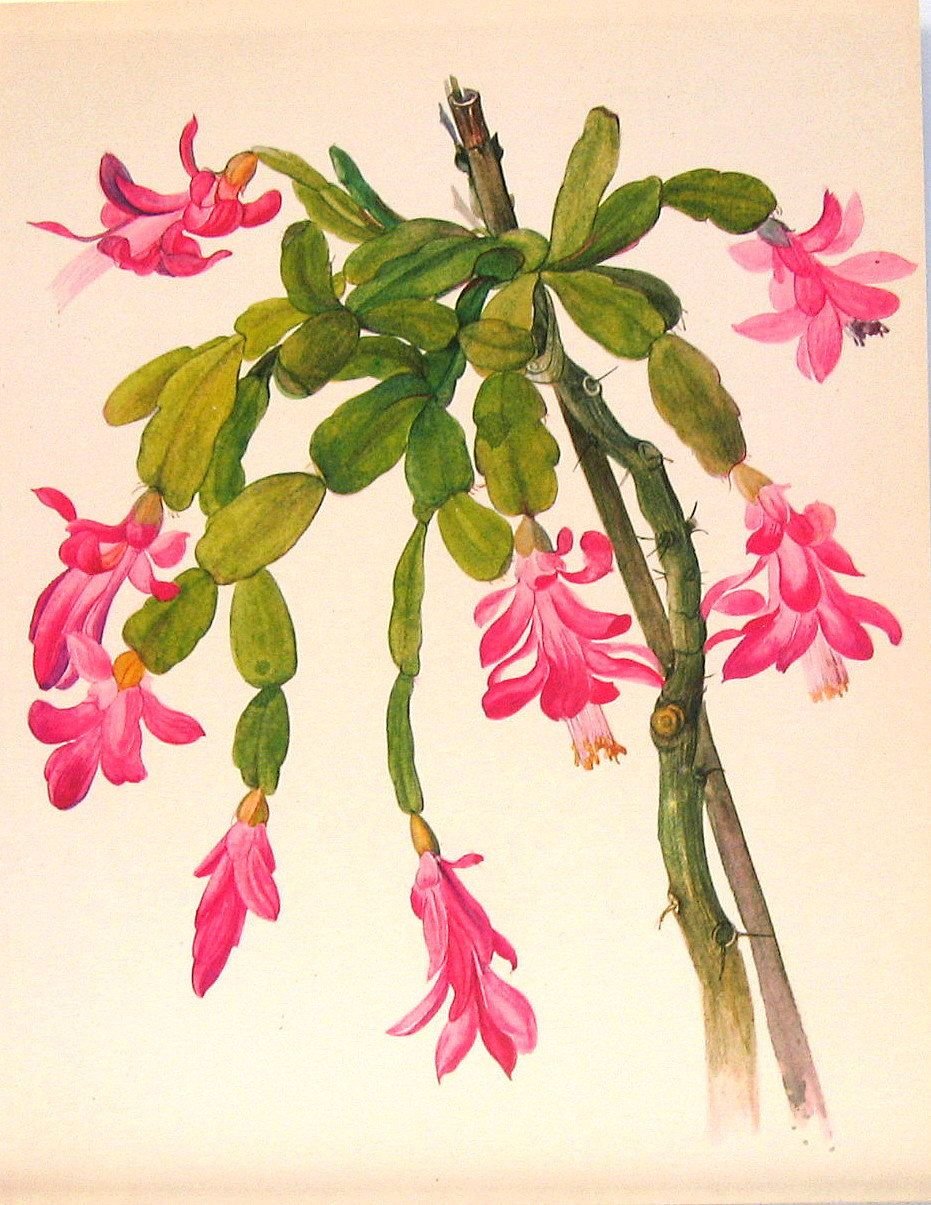 Зигокактус цветок гербарий
