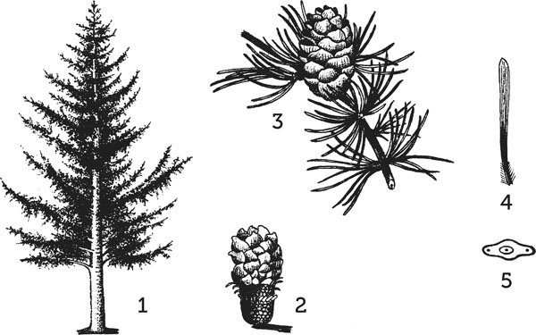 Лиственница Сибирская строение
