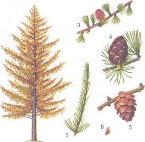 Лиственница Сибирская побег