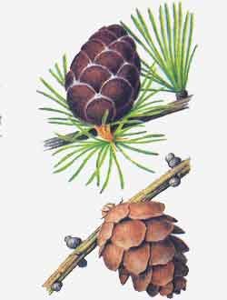 Лиственница Гмелина шишка рисунок