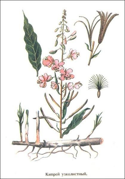 Иван-чай узколистный кипрей ботаника