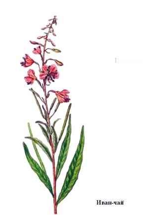 Кипрей узколистный