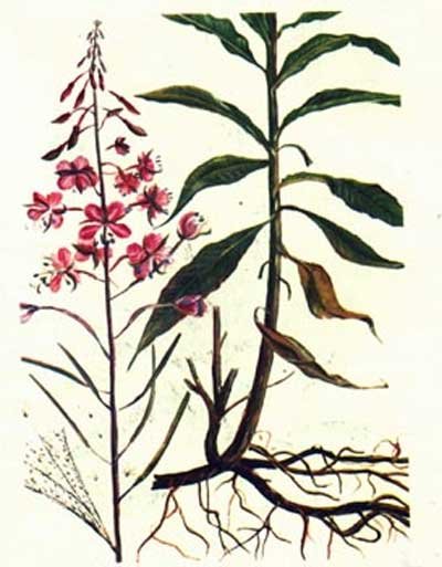 Иван чай узколистный рисунок