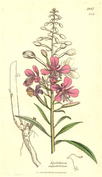 Иван-чай (кипрей) рисунок