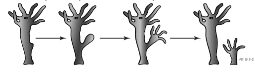 Схема процесс почкования гидры