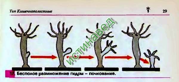Рисунок почкование (48 фото)