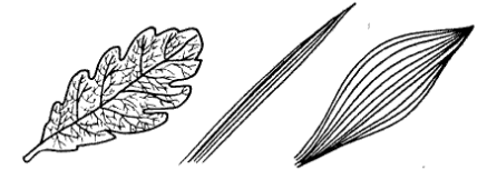 Тип жилкования параллельное дуговое сетчатое. Дуговое жилкование листьев рисунок. Жилкование листа без подписей.