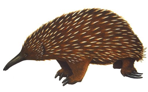 Ехидна на белом фоне