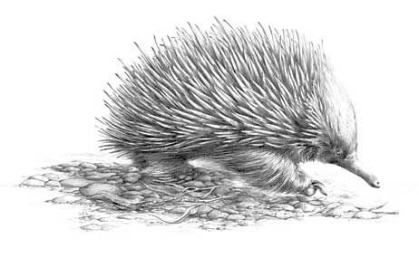 Ехидна животное рисунок