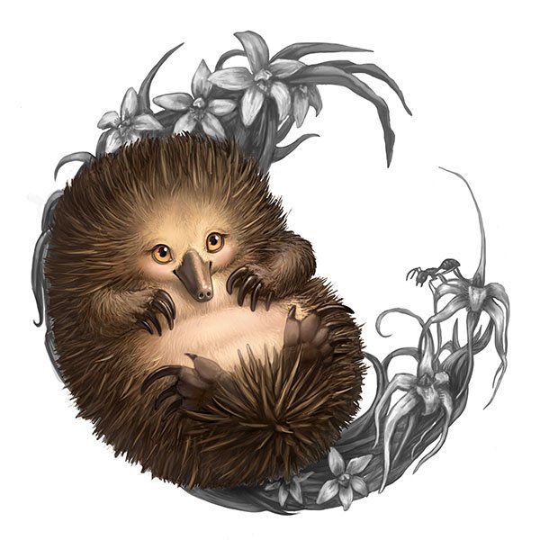 Австралийская ехидна на белом фоне