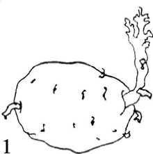 Клубни картофеля рисунок биология