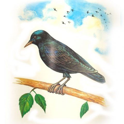 Скворец иллюстрация