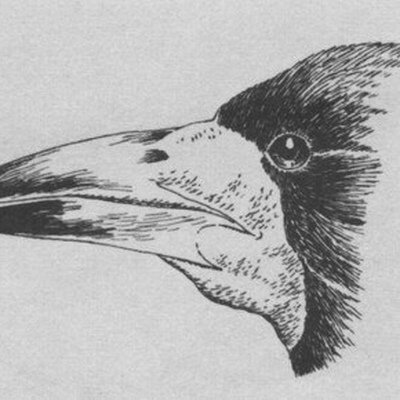 Строение клюва ворона