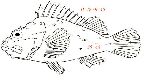 Черноморская скорпена рисунок