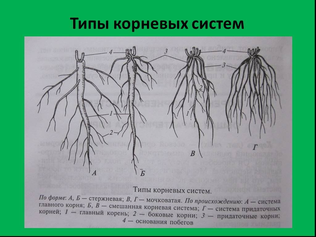 Какие существуют корни. Типы корневых систем схема. Типы корневых систем рисунок. Типы корневых систем у растений. Корневые системы типы 6 класс мочковатая.