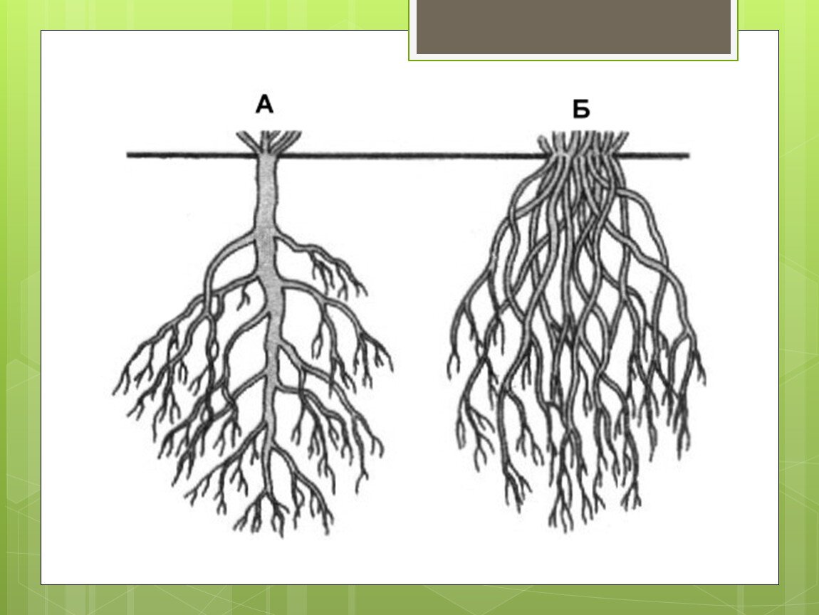 Защищает какой корень. Стержневой и мочковатый корень. Стержневая корневая система фото. Мочковатый корень. Мочковатая корневая система фото.