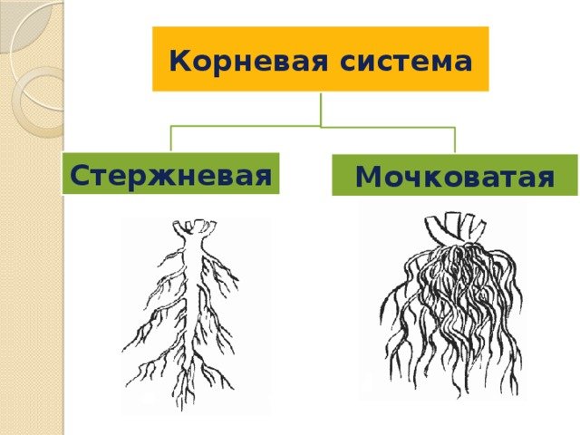 Какие существуют корни. Схема мочковатой корневой системы. Стержневая и мочковатая корневая система рисунок. Что такое стержневая система и мочковатая система.