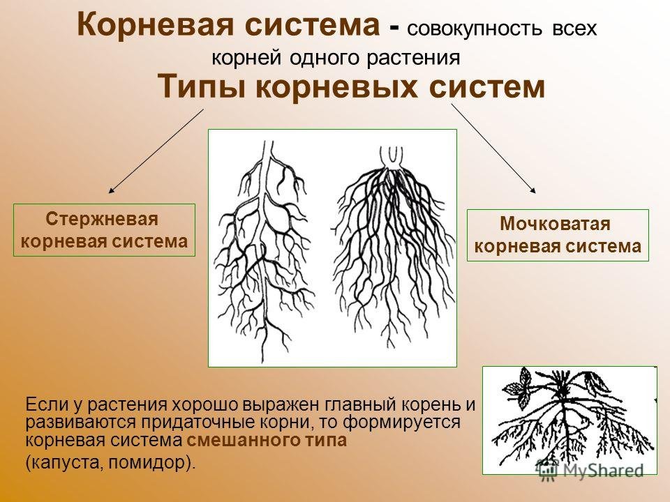 Однодольные хвойные. Стержневая и мочковатая корневая система. Типы корневых систем стержневая и мочковатая. Типы корневых систем у растений типы корневых систем у растений. Мочковатые корни и система главного корня.