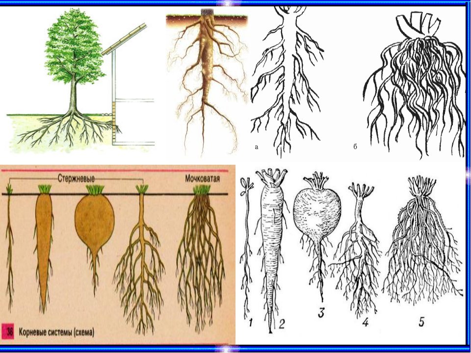 Сложная корневая система. Типы корневых систем стержневая и мочковатая. Растения с разными корневыми системами. Корневая система. Стержневой корень.