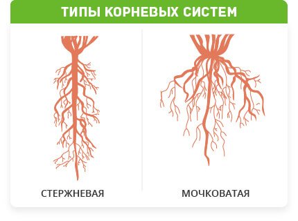Волокнистая корневая система