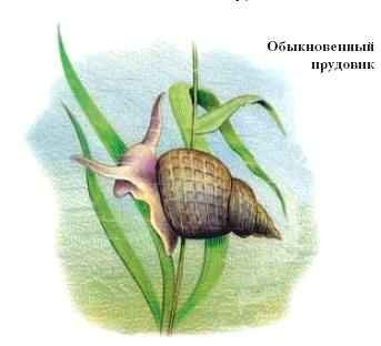 Прудовик обыкновенный рисунок