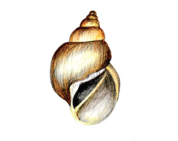 Прудовик обыкновенный раковина