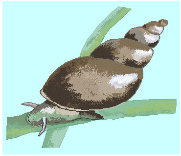 Прудовик яйцевидный