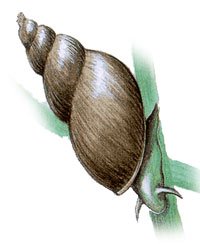 Рисунок брюхоногих моллюсков