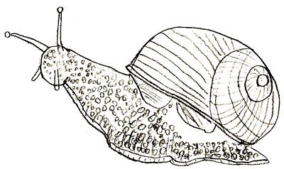Прудовик рисунок (45 фото)