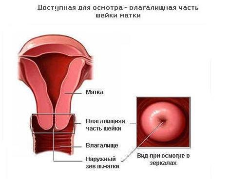 Шейка матки анатомические части