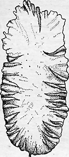 Порфира (Porphyra