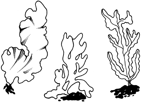 Красные водоросли представители