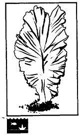 Красные водоросли