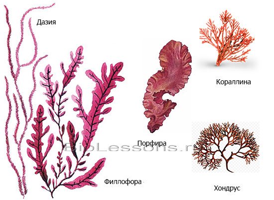 Порфира рисунок (47 фото)